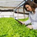 Professional woman working on a hydroponic farm. Young woman wor